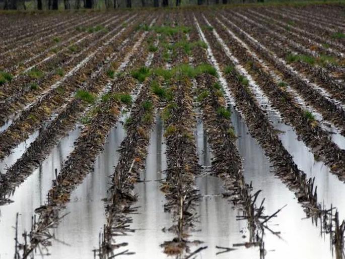 26 thousand hectares damaged due to unseasonal rains in the mAHARASHTRA; Agriculture Minister Kokate: Will decide on crop insurance | बापरे! अवकाळीने राज्याचा मोठा घात केला; पाऊस २६ हजार हेक्टरचे नुकसान करून गेला  26 thousand hectares damaged due to unseasonal rains in the mAHARASHTRA; Agriculture Minister Kokate: Will decide on crop insurance | बापरे! अवकाळीने राज्याचा मोठा घात केला; पाऊस २६ हजार हेक्टरचे नुकसान करून गेला