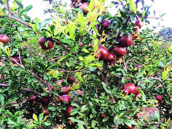 90 percent of employment generation is complete; Employment from fruit plantation campaign | रोजगारनिर्मितीचे ९० टक्के उद्दिष्ट पूर्ण; फळ लागवड मोहिमेतून मिळतो रोजगार 90 percent of employment generation is complete; Employment from fruit plantation campaign | रोजगारनिर्मितीचे ९० टक्के उद्दिष्ट पूर्ण; फळ लागवड मोहिमेतून मिळतो रोजगार