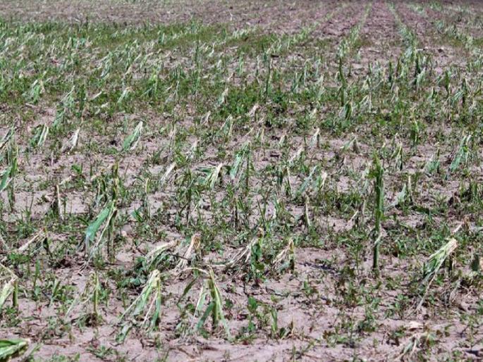 Hundreds of hectares of crops were damaged due to hailstorm in Nandurbar district | नंदुरबार जिल्ह्यात गारपीट, शेकडो हेक्टरवरील पिकांचे नुकसान Hundreds of hectares of crops were damaged due to hailstorm in Nandurbar district | नंदुरबार जिल्ह्यात गारपीट, शेकडो हेक्टरवरील पिकांचे नुकसान