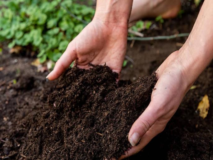 Black Mother's' stomach is empty lack of many nutrients | ‘काळ्या आई’चं पोट रिकामं; अनेक पोषक घटकांची कमतरता Black Mother's' stomach is empty lack of many nutrients | ‘काळ्या आई’चं पोट रिकामं; अनेक पोषक घटकांची कमतरता