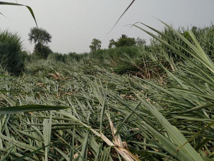 Demand for compensation for untimely loss | अवकाळीतील नुकसानीबद्दल भरपाई देण्याची मागणी