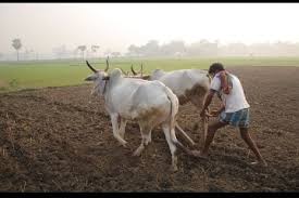 maharashtra rural young students working in farms in monsoon in coronavirus lockdown. | लॉकडाऊनच्या काळात शेतात राबणारे तरुण हात maharashtra rural young students working in farms in monsoon in coronavirus lockdown. | लॉकडाऊनच्या काळात शेतात राबणारे तरुण हात