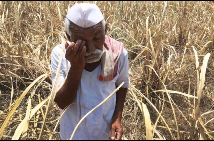 Only 20 percent of farmers in the Solapur district have got their debt waiver, 65 thousand farmers in the green list. | सहकारमंत्र्यांच्या सोलापूर जिल्ह्यात आतापर्यंत फक्त वीस टक्के शेतकºयांनाच मिळाला कर्जमाफीचा लाभ, ग्रीन यादीत ६५ हजार शेतकरी  Only 20 percent of farmers in the Solapur district have got their debt waiver, 65 thousand farmers in the green list. | सहकारमंत्र्यांच्या सोलापूर जिल्ह्यात आतापर्यंत फक्त वीस टक्के शेतकºयांनाच मिळाला कर्जमाफीचा लाभ, ग्रीन यादीत ६५ हजार शेतकरी