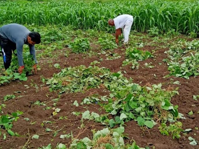 11 acres of Mug crop uprooted and thrown away! | ११ एकरातील मुगाचे पीक उपटून फेकले!