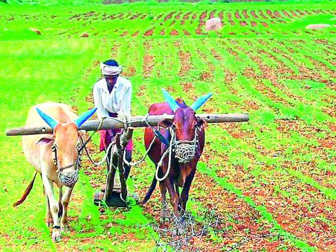 Government orders to give peak loans to farmers | शेतकऱ्यांना पीककर्ज देण्याचा शासनाचा आदेश निघाला Government orders to give peak loans to farmers | शेतकऱ्यांना पीककर्ज देण्याचा शासनाचा आदेश निघाला