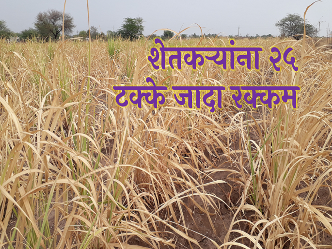 Crop insurance compensation pikvima, 25 percent additional amount to farmers | पीकविमा भरपाई, शेतकऱ्यांना २५ टक्के जादा रक्कम Crop insurance compensation pikvima, 25 percent additional amount to farmers | पीकविमा भरपाई, शेतकऱ्यांना २५ टक्के जादा रक्कम