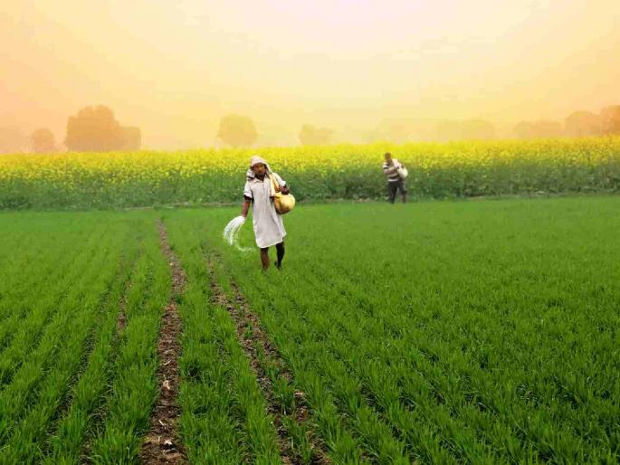 Central government gave good news even before the start of the Kharif season | शेतकऱ्यांच्या पिकांना हमी, यंदा मिळणार जास्त भाव; खरीप हंगाम सुरू होण्याआधीच केंद्र सरकारने दिली गुड न्यूज Central government gave good news even before the start of the Kharif season | शेतकऱ्यांच्या पिकांना हमी, यंदा मिळणार जास्त भाव; खरीप हंगाम सुरू होण्याआधीच केंद्र सरकारने दिली गुड न्यूज