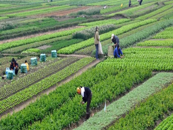 Rabi sowing in the state on eight lakh hectares; Wheat, gram, maize cultivation will increase, estimates the Agriculture Department | राज्यात रब्बीची पेरणी आठ लाख हेक्टरवर; गहू, हरभरा, मक्याची लागवड वाढणार, कृषी विभागाचा अंंदाज Rabi sowing in the state on eight lakh hectares; Wheat, gram, maize cultivation will increase, estimates the Agriculture Department | राज्यात रब्बीची पेरणी आठ लाख हेक्टरवर; गहू, हरभरा, मक्याची लागवड वाढणार, कृषी विभागाचा अंंदाज