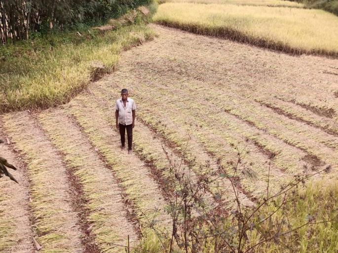 Farmers in the western part of Bhor taluka are in double trouble; rice cultivation is poor due to disease outbreak and rains | भोर तालुक्याच्या पश्चिम भागातील शेतकरी दुहेरी संकटात; रोगाचा प्रादुर्भाव आणि पावसामुळे भात शेती खराब Farmers in the western part of Bhor taluka are in double trouble; rice cultivation is poor due to disease outbreak and rains | भोर तालुक्याच्या पश्चिम भागातील शेतकरी दुहेरी संकटात; रोगाचा प्रादुर्भाव आणि पावसामुळे भात शेती खराब