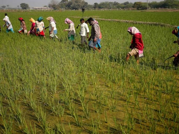 What will happen to Indian agriculture in the tariff storm? | टेरिफ वादळात भारतीय शेतीचे काय होणार?