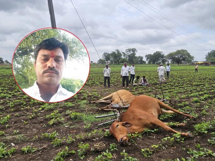 A farmer and a bullock couple died due to electric shock in Dindrud | कोळपणी करताना ताणतारेचा स्पर्श झाल्याने विजेच्या धक्क्याने शेतकऱ्यासह बैलजोडीचा मृत्यू A farmer and a bullock couple died due to electric shock in Dindrud | कोळपणी करताना ताणतारेचा स्पर्श झाल्याने विजेच्या धक्क्याने शेतकऱ्यासह बैलजोडीचा मृत्यू