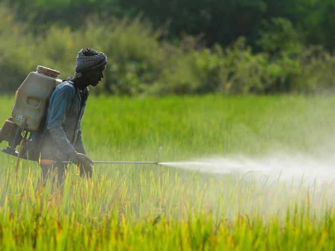 Farmers should avoid spraying while hungry; otherwise, poisoning is inevitable, take precautions | शेतकऱ्यांनो उपाशीपोटी फवारणी टाळा, अन्यथा विषबाधा अटळ; अशी घ्या खबरदारी Farmers should avoid spraying while hungry; otherwise, poisoning is inevitable, take precautions | शेतकऱ्यांनो उपाशीपोटी फवारणी टाळा, अन्यथा विषबाधा अटळ; अशी घ्या खबरदारी