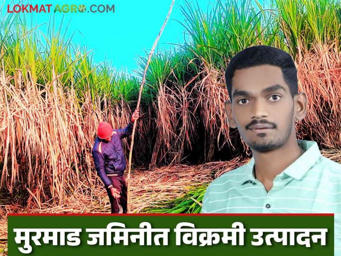 Young farmer's experiment successful; 88 tons of sugarcane produced in 52 gunthas of Murmad land | युवा शेतकऱ्याचा प्रयोग यशस्वी; ५२ गुंठे मुरमाड जमिनीत ८८ टन उसाचे उत्पादन