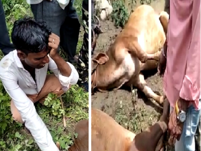 Bulls 'Sarja-Raja's tragic end with only a few hours left for the procession of the Pola; Farmer's cry | पोळ्याच्या मिरवणुकीला काही तास बाकी असतानाच सर्जाराजाचा करुण अंत; शेतकऱ्याचा आक्रोश Bulls 'Sarja-Raja's tragic end with only a few hours left for the procession of the Pola; Farmer's cry | पोळ्याच्या मिरवणुकीला काही तास बाकी असतानाच सर्जाराजाचा करुण अंत; शेतकऱ्याचा आक्रोश