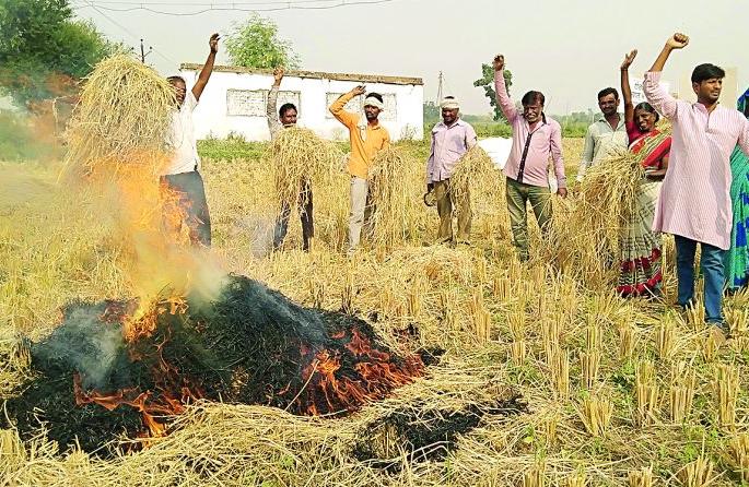 In the area of Nagpur Agricultural University farmers burnt paddy, | नागपुरात कृषी विद्यापीठाच्या परिसरात शेतकऱ्यांनी पेटविले धान In the area of Nagpur Agricultural University farmers burnt paddy, | नागपुरात कृषी विद्यापीठाच्या परिसरात शेतकऱ्यांनी पेटविले धान