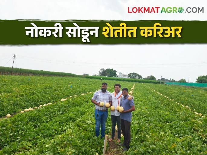 Lottery of 8 lakhs in two acres of muskmelon farming | खरबुज शेतीचा लागला लळा दोन एकरात आठ लाखाची लाॅटरी Lottery of 8 lakhs in two acres of muskmelon farming | खरबुज शेतीचा लागला लळा दोन एकरात आठ लाखाची लाॅटरी