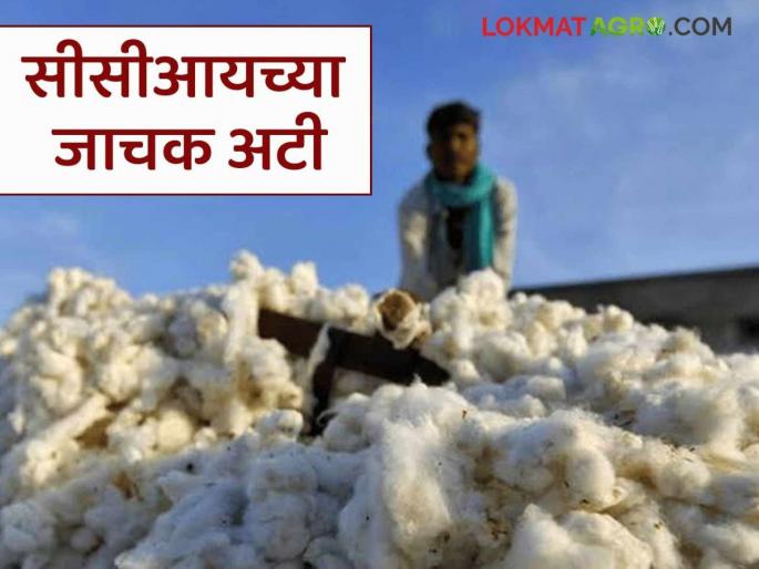 Latest News Kapus Kharedi condition for purchasing cotton varies from district to district across country | Kapus Kharedi : कापूस खरेदीची 'ही' अट देशभर जिल्हानिहाय वेगवेगळी, खरेदी कशी होईल?  Latest News Kapus Kharedi condition for purchasing cotton varies from district to district across country | Kapus Kharedi : कापूस खरेदीची 'ही' अट देशभर जिल्हानिहाय वेगवेगळी, खरेदी कशी होईल?