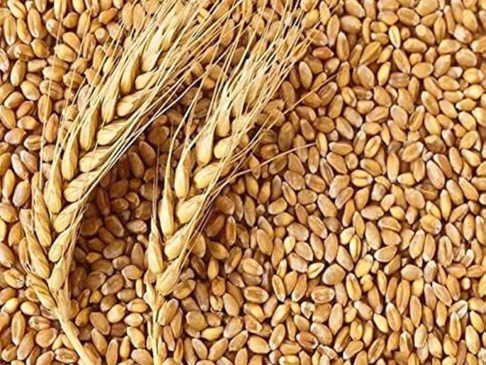 Good relief for farmers, government increased rates; 150 increase in MSP of wheat by Rs | शेतकऱ्यांना माेठा दिलासा, सरकारने वाढविले दर; गव्हाच्या एमएसपीमध्ये १५० रुपये वाढ Good relief for farmers, government increased rates; 150 increase in MSP of wheat by Rs | शेतकऱ्यांना माेठा दिलासा, सरकारने वाढविले दर; गव्हाच्या एमएसपीमध्ये १५० रुपये वाढ