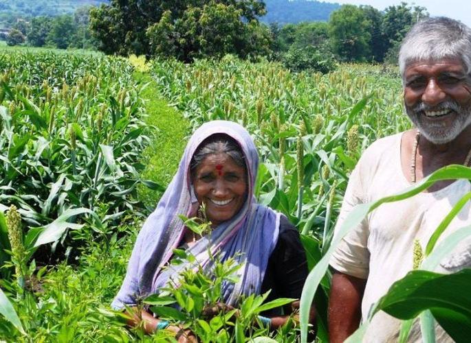 Farmers in Nagpur district free of debt | नागपूर जिल्ह्यातील ३१ हजारावर शेतकरी कर्जमुक्त Farmers in Nagpur district free of debt | नागपूर जिल्ह्यातील ३१ हजारावर शेतकरी कर्जमुक्त