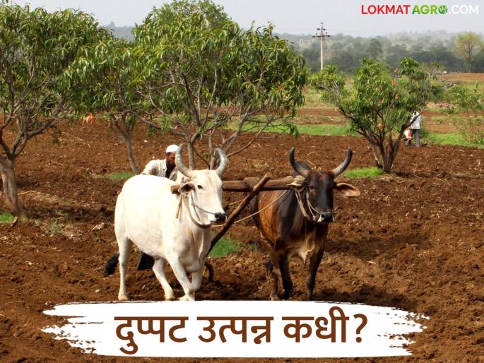 Farmers income will double, but when? What do experts say; Read in detail | शेतकऱ्यांचे उत्पन्न दुप्पट होणार पण कधी? काय म्हणता आहेत तज्ञ; वाचा सविस्तर Farmers income will double, but when? What do experts say; Read in detail | शेतकऱ्यांचे उत्पन्न दुप्पट होणार पण कधी? काय म्हणता आहेत तज्ञ; वाचा सविस्तर