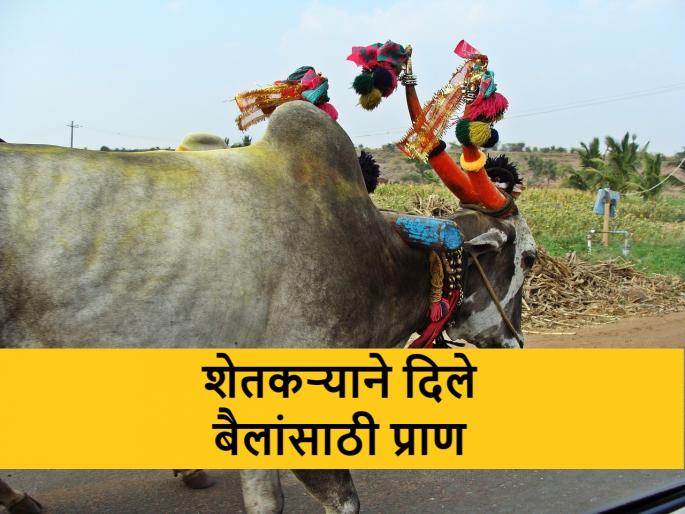 Farmer drowned while rescuing his bullocks from flood | पाण्यात अडकलेल्या बैलगाडीची शेतकऱ्याने तोडली जोत, मात्र त्यानंतर घडलं असं... Farmer drowned while rescuing his bullocks from flood | पाण्यात अडकलेल्या बैलगाडीची शेतकऱ्याने तोडली जोत, मात्र त्यानंतर घडलं असं...