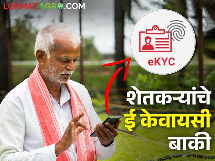 Latest News pm kisan E KYC of 70 percent of farmers in Nashik district is pending | नाशिक जिल्ह्यात ७० टक्के शेतकऱ्यांचे ई केवायसी बाकी, पीएम किसानचा हफ्ता मिळणार कसा? 