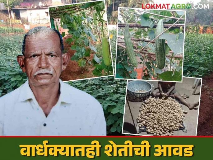There is no age requirement for farming; 75 years old retired ST driver's vegetable farming | शेती करायला वयाची अट नाय; ७५ वर्षाच्या निवृत्त एसटी ड्रायव्हरची भाजीपाला शेती There is no age requirement for farming; 75 years old retired ST driver's vegetable farming | शेती करायला वयाची अट नाय; ७५ वर्षाच्या निवृत्त एसटी ड्रायव्हरची भाजीपाला शेती