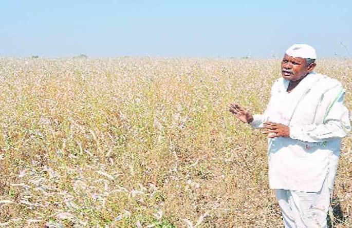 Quarter to Three lakh farmers will be debt free in Nagpur region | नागपूर विभागातील पावणेतीन लाख शेतकरी होणार कर्जमुक्त Quarter to Three lakh farmers will be debt free in Nagpur region | नागपूर विभागातील पावणेतीन लाख शेतकरी होणार कर्जमुक्त