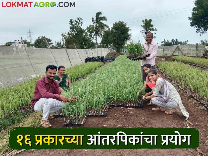 How does Machhindrarao do profitable farming by taking 16 types of intercropping in sugarcane? Read this success story | उसात १६ प्रकारची आंतरपीक घेत मच्छिंद्रराव कशी करताहेत नफ्याची शेती? वाचा ही यशोगाथा How does Machhindrarao do profitable farming by taking 16 types of intercropping in sugarcane? Read this success story | उसात १६ प्रकारची आंतरपीक घेत मच्छिंद्रराव कशी करताहेत नफ्याची शेती? वाचा ही यशोगाथा