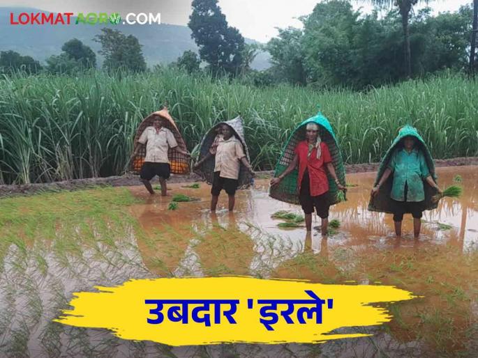 Irale Bamboo Structure protection from rain is very helpful to framers | पावसात बचावासाठी इरलंच पडतंय सगळ्यात भारी Irale Bamboo Structure protection from rain is very helpful to framers | पावसात बचावासाठी इरलंच पडतंय सगळ्यात भारी