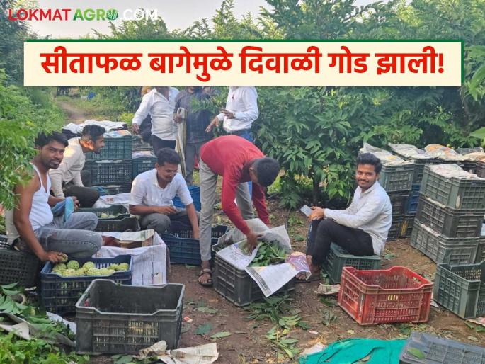 latest news Farmer Success Story: Lahu Nagve of Wanadgaon's successful experiment in the custard apple garden; Diwali was sweet! | Farmer Success Story : वानडगावच्या लहू नागवे यांचा सीताफळ बागेत यशस्वी प्रयोग; दिवाळी गोड झाली!