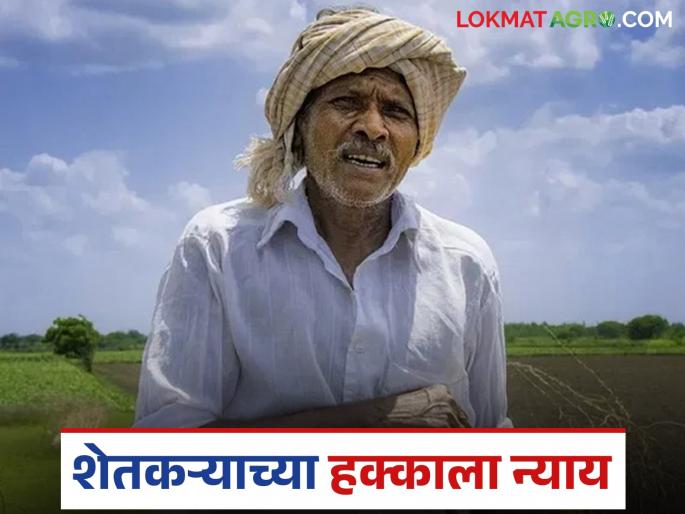 latest news Agricultural News : The farmer got justice; Read the order to pay compensation along with interest to the insurance company in detail | Agricultural News: शेतकऱ्याला न्याय मिळाला; विमा कंपनीला भरपाईसह व्याज द्यायचे आदेश वाचा सविस्तर