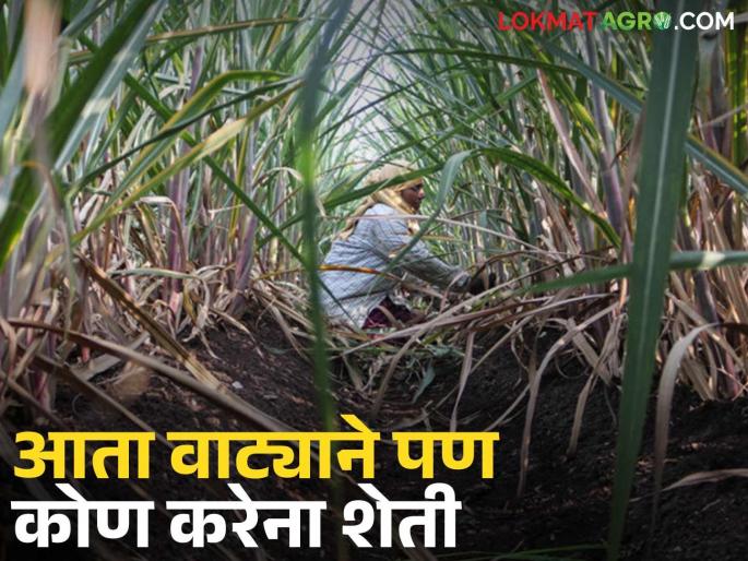 The farmer says he gives half of his income; but does anyone farm my land in return? | शेतकरी म्हणतोय निम्मे उत्पन्न देतो; पण माझी शेती कोणी वाट्याने करता का?