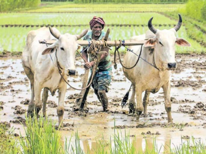 Farmers will get loan waiver only if they are not income tax payers; Guarantees of repayment are being sought from farmers | आयकरदाता नसेल तरच मिळेल शेतकरी कर्जमाफी; शेतकऱ्यांकडून मागितली जात आहेत रक्कम परतीची हमीपत्रे Farmers will get loan waiver only if they are not income tax payers; Guarantees of repayment are being sought from farmers | आयकरदाता नसेल तरच मिळेल शेतकरी कर्जमाफी; शेतकऱ्यांकडून मागितली जात आहेत रक्कम परतीची हमीपत्रे