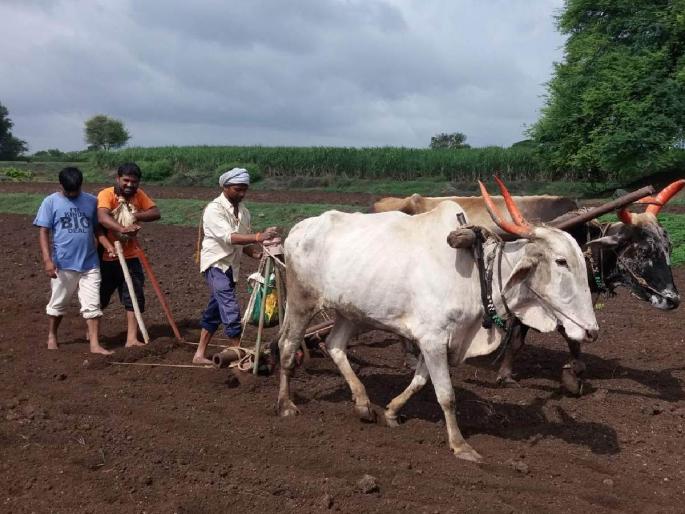 Warning for farmers Wait a minute, don't sow immediately after the arrival of monsoon in the state | शेतकऱ्यांसाठी इशारा! जरा थांबा, राज्यात मान्सून आल्यावर लगेच करू नका पेरणी Warning for farmers Wait a minute, don't sow immediately after the arrival of monsoon in the state | शेतकऱ्यांसाठी इशारा! जरा थांबा, राज्यात मान्सून आल्यावर लगेच करू नका पेरणी