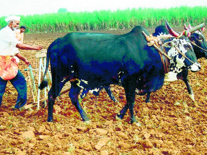 The germination capacity of ‘those’ seeds should be checked | ‘त्या’ बियाणांची उगवणक्षमता तपासावी The germination capacity of ‘those’ seeds should be checked | ‘त्या’ बियाणांची उगवणक्षमता तपासावी