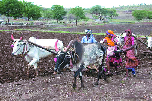 Aim to cultivate kharif crop on one lakh hectare area in Malegaon taluka | मालेगाव तालुक्यात एक लाख हेक्टर क्षेत्रावर खरीप पीक लागवडीचे उद्दिष्ट