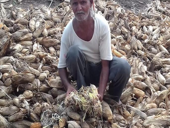 Editorial view on Unseasonal rain hits farmers hard in maharashtra | बळीराजाच्या हाल अपेष्टांकडे दुर्लक्षच! Editorial view on Unseasonal rain hits farmers hard in maharashtra | बळीराजाच्या हाल अपेष्टांकडे दुर्लक्षच!