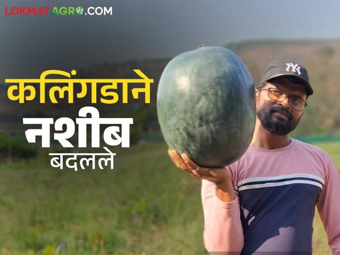 Nilesh quit his job at a finance company and turned his fortunes around through farming; Read in detail | फायनान्स कंपनीतील नोकरी सोडली अन् नीलेशचे शेतीतून नशीबच बदलेले; वाचा सविस्तर