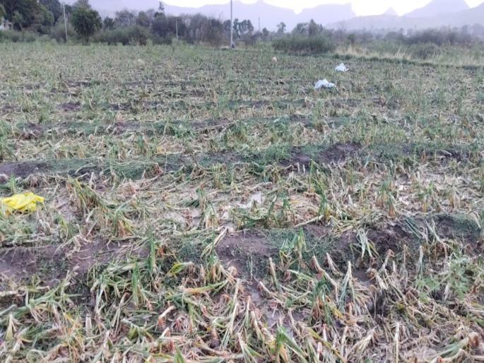 Fields damaged due to unseasonal rain in Junnar taluka; Summer crops damaged due to stormy winds | जुन्नर तालुक्यात अवकाळीमुळे शेतांचे नुकसान; वादळी वाऱ्यासह झालेल्या उन्हाळी पिके भूईसपाट Fields damaged due to unseasonal rain in Junnar taluka; Summer crops damaged due to stormy winds | जुन्नर तालुक्यात अवकाळीमुळे शेतांचे नुकसान; वादळी वाऱ्यासह झालेल्या उन्हाळी पिके भूईसपाट