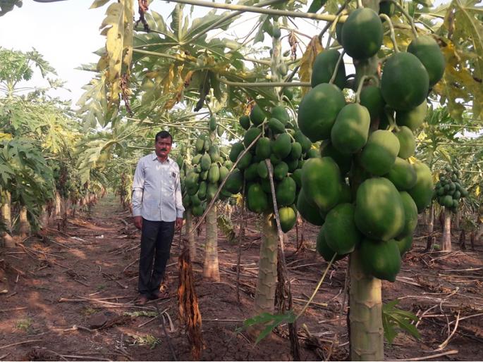 Stubborn Baliraja! The rain knocked down the papaya trees; The farmer earned Rs 6 lakh by re-establishing the garden | जिद्दी बळीराजा ! पावसाने पपईची झाडे कोसळली; शेतकऱ्याने मेहनतीने पुन्हा बाग उभी करत ६ लाख कमवले Stubborn Baliraja! The rain knocked down the papaya trees; The farmer earned Rs 6 lakh by re-establishing the garden | जिद्दी बळीराजा ! पावसाने पपईची झाडे कोसळली; शेतकऱ्याने मेहनतीने पुन्हा बाग उभी करत ६ लाख कमवले