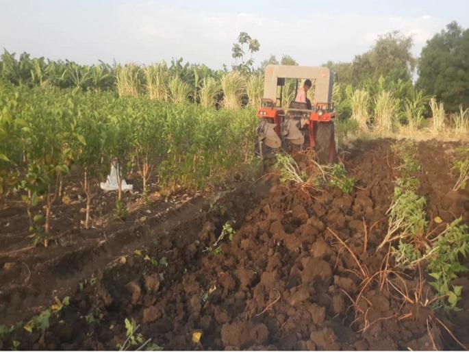 Due to drought, silk farming in trouble; Farmer destroys Tuti farming | दुष्काळामुळे रेशीम शेती अडचणीत; शेतकऱ्याने तुतीच्या बागेवर फिरवला नांगर  Due to drought, silk farming in trouble; Farmer destroys Tuti farming | दुष्काळामुळे रेशीम शेती अडचणीत; शेतकऱ्याने तुतीच्या बागेवर फिरवला नांगर