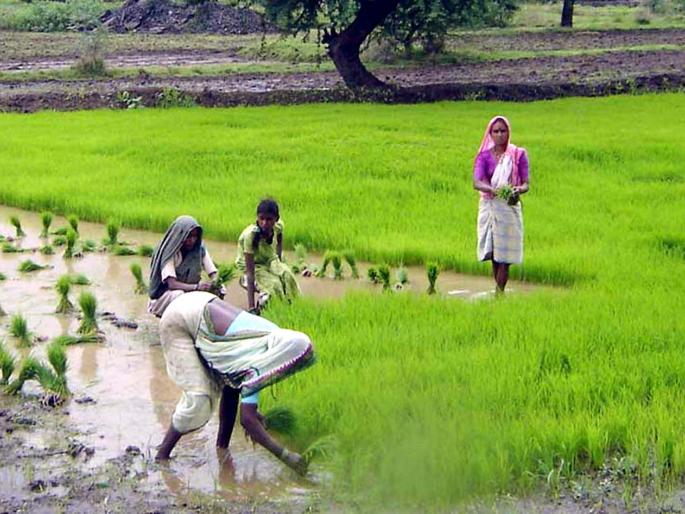 If cultivated in a scientific manner, 40% increase in paddy production is possible | शास्रोक्त पद्धतीने लागवड केल्यास भाताच्या उत्पादनात ४० टक्के वाढ शक्य If cultivated in a scientific manner, 40% increase in paddy production is possible | शास्रोक्त पद्धतीने लागवड केल्यास भाताच्या उत्पादनात ४० टक्के वाढ शक्य