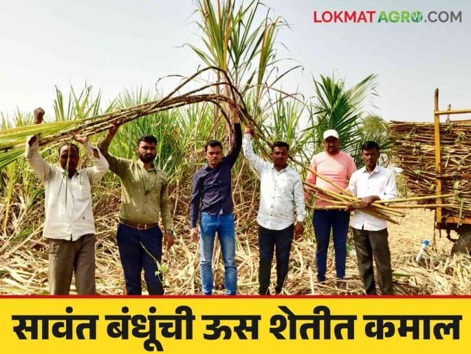 Farmer Success Story : Record breaking sugarcane production of these two farmer brothers in Someshwar sugar factory area; Read in detail | Farmer Success Story : सोमेश्वर साखर कारखाना कार्यक्षेत्रात या दोन शेतकरी भावांचे रेकॉर्ड ब्रेक ऊस उत्पादन; वाचा सविस्तर Farmer Success Story : Record breaking sugarcane production of these two farmer brothers in Someshwar sugar factory area; Read in detail | Farmer Success Story : सोमेश्वर साखर कारखाना कार्यक्षेत्रात या दोन शेतकरी भावांचे रेकॉर्ड ब्रेक ऊस उत्पादन; वाचा सविस्तर