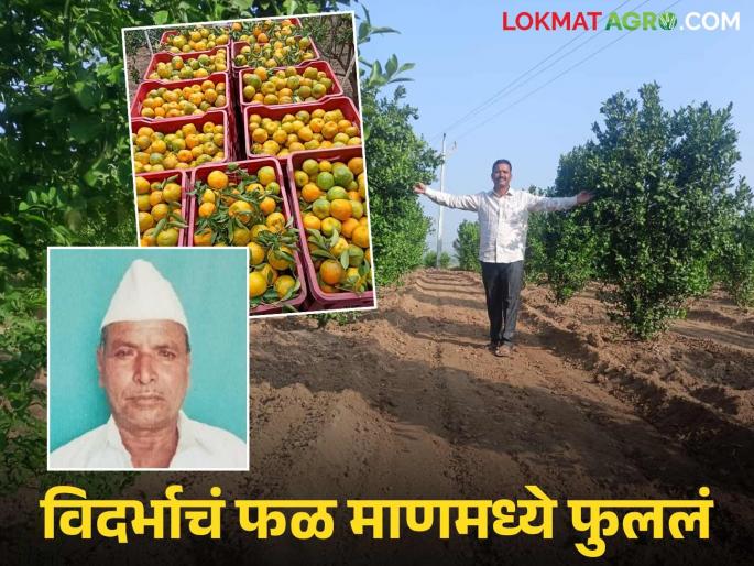 Success of Shende brothers in Andhali; They earned lakhs from oranges, considered the fruit of Vidarbha | आंधळीच्या शेंडे बंधूंची कमाल; विदर्भाचे फळ समजल्या जाणाऱ्या संत्रीतून केली लाखोंची कमाई