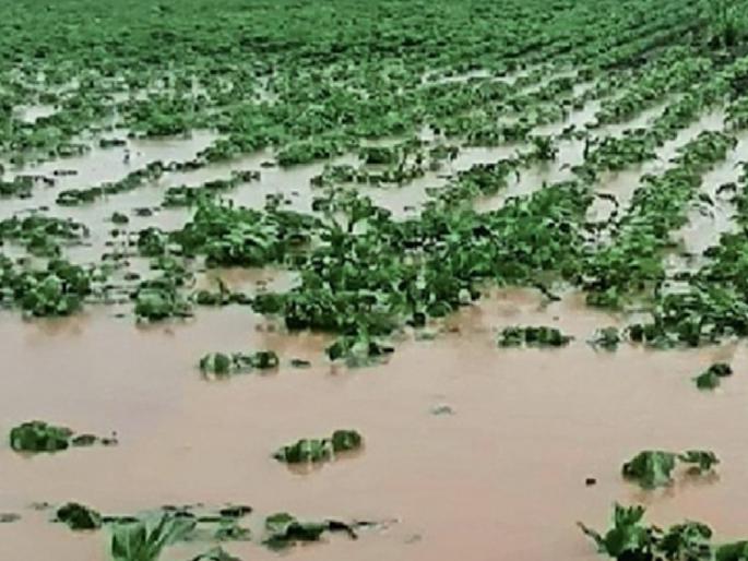 Heavy rains cause Rs 150 crore damage to agriculture in Sangli district | अतिवृष्टीमुळे सांगली जिल्ह्यातील शेतीला १५० कोटींचा फटका Heavy rains cause Rs 150 crore damage to agriculture in Sangli district | अतिवृष्टीमुळे सांगली जिल्ह्यातील शेतीला १५० कोटींचा फटका