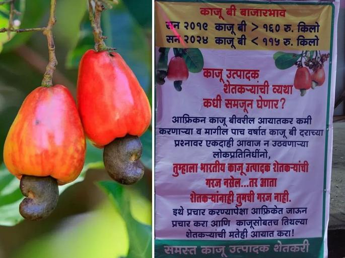 Maharashtra Lok Sabha Election 2024: ...So go to Africa and ask for votes, farmers in Konkan are angry with the people's representatives, talk about that banner | '...तर आफ्रिकेत जाऊन मतं मागा, कोकणातील शेतकरी लोकप्रतिनिधींवर संतप्त', त्या बॅनरची चर्चा Maharashtra Lok Sabha Election 2024: ...So go to Africa and ask for votes, farmers in Konkan are angry with the people's representatives, talk about that banner | '...तर आफ्रिकेत जाऊन मतं मागा, कोकणातील शेतकरी लोकप्रतिनिधींवर संतप्त', त्या बॅनरची चर्चा