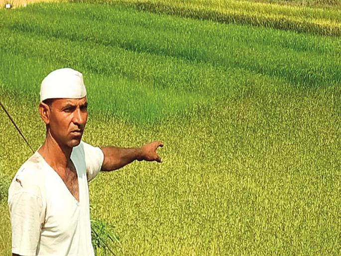 paddy cultivation by solar power by farmer family from tribal area in nagar | आदिवासी पाड्यावरील शेतकरी दाम्पत्याने सौरऊर्जेतून फुलविली भातशेती ! paddy cultivation by solar power by farmer family from tribal area in nagar | आदिवासी पाड्यावरील शेतकरी दाम्पत्याने सौरऊर्जेतून फुलविली भातशेती !