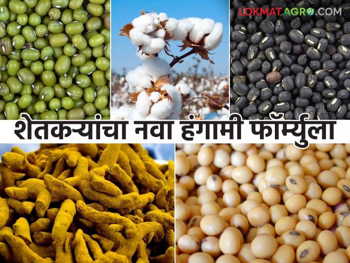 latest news Kharif Season: Kharif is smooth in 'this' district; Farmers have changed the crop math, read in detail | Kharif Season : 'या' जिल्ह्यात खरीप सुरळीत; शेतकऱ्यांनी बदलले पिकांचे गणित वाचा सविस्तर