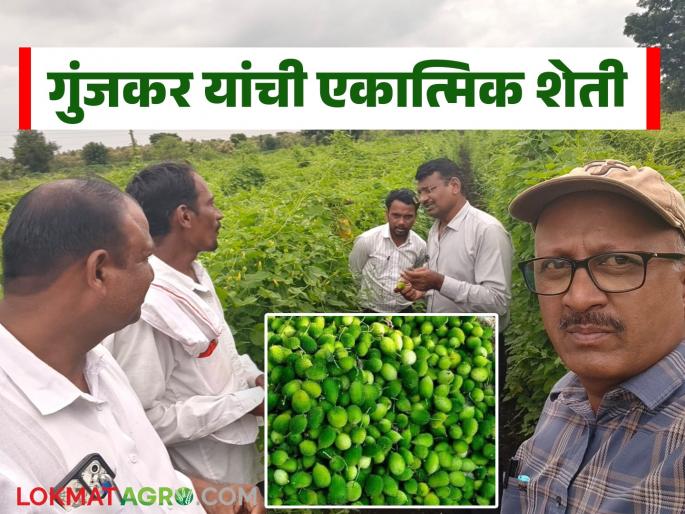 latest news Farmer Success Story : Shridhar Gunjkar's successful journey through integrated farming: Organicity, innovation and profit | Farmer Success Story : एकात्मिक शेतीतून श्रीधर गुंजकर यांची यशस्वी वाटचाल; सेंद्रियता, नवोपक्रम आणि नफा latest news Farmer Success Story : Shridhar Gunjkar's successful journey through integrated farming: Organicity, innovation and profit | Farmer Success Story : एकात्मिक शेतीतून श्रीधर गुंजकर यांची यशस्वी वाटचाल; सेंद्रियता, नवोपक्रम आणि नफा